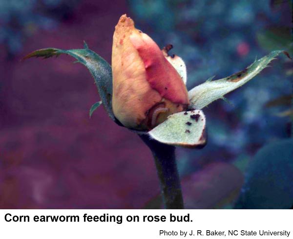Corn earworms feed